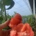 烟台海阳原产地普罗旺斯西红柿，皮薄汁水丰富。