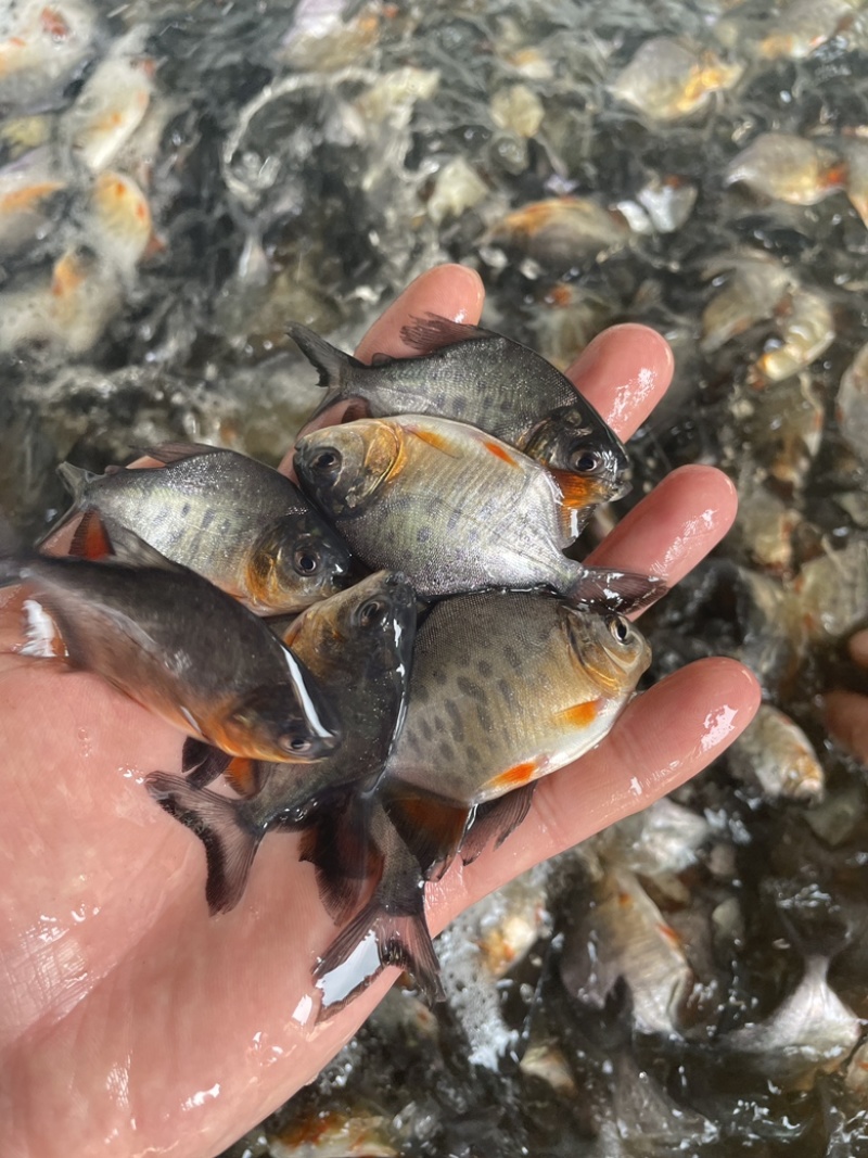 淡水白鲳鱼苗，良种快大优质苗种技术指导养殖规划