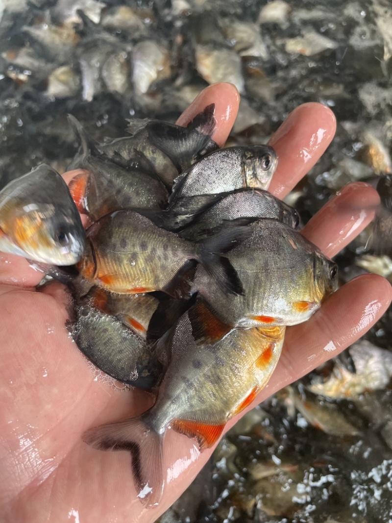 淡水白鲳鱼苗，良种快大优质苗种技术指导养殖规划