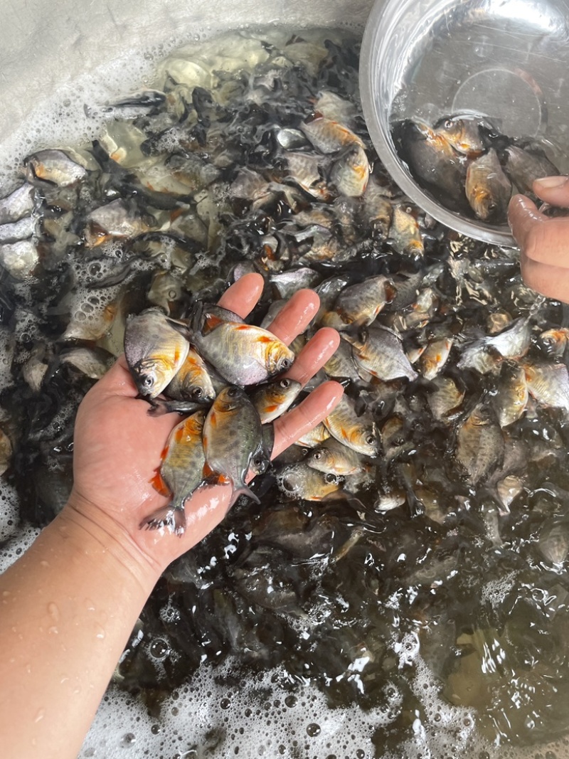 淡水白鲳鱼苗，良种快大优质苗种技术指导养殖规划