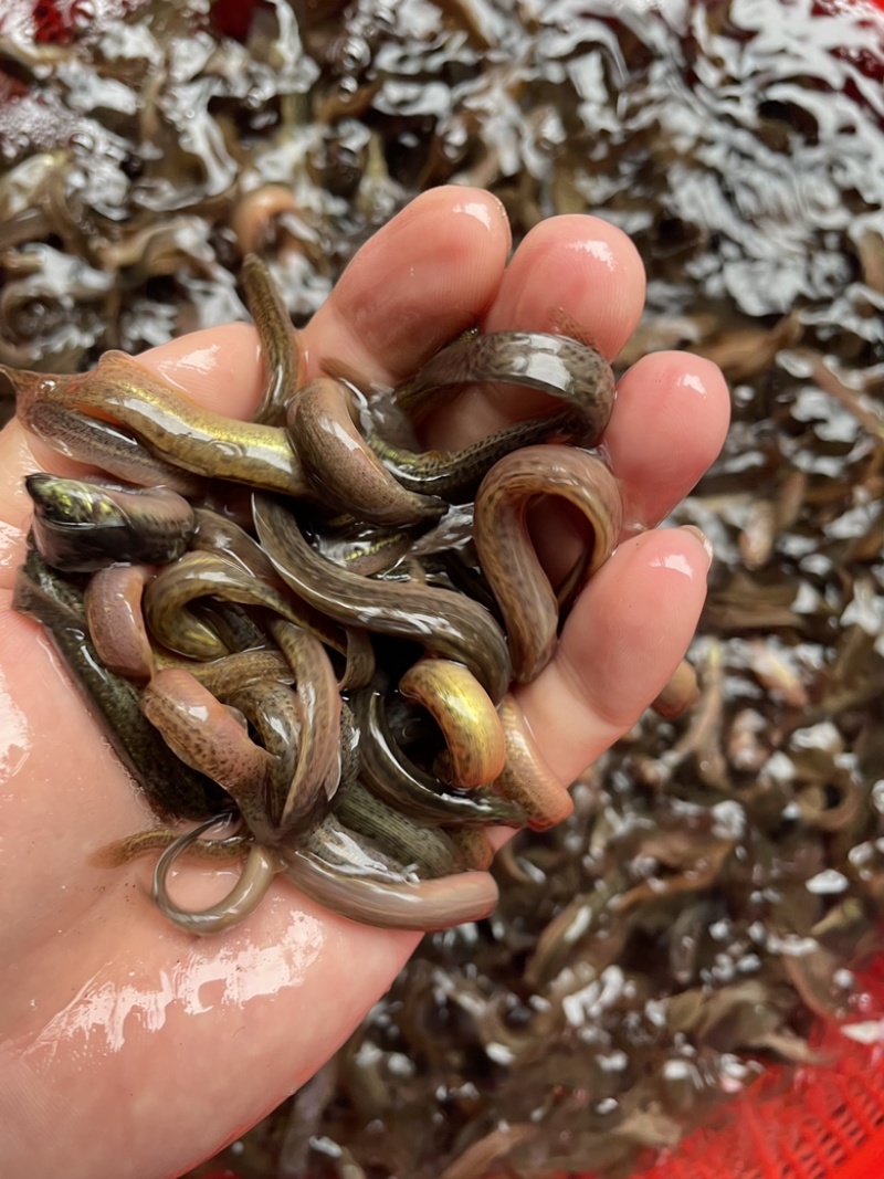 泥鳅苗，台湾金鳅优质苗种快大好养，技术指导养殖规划提供