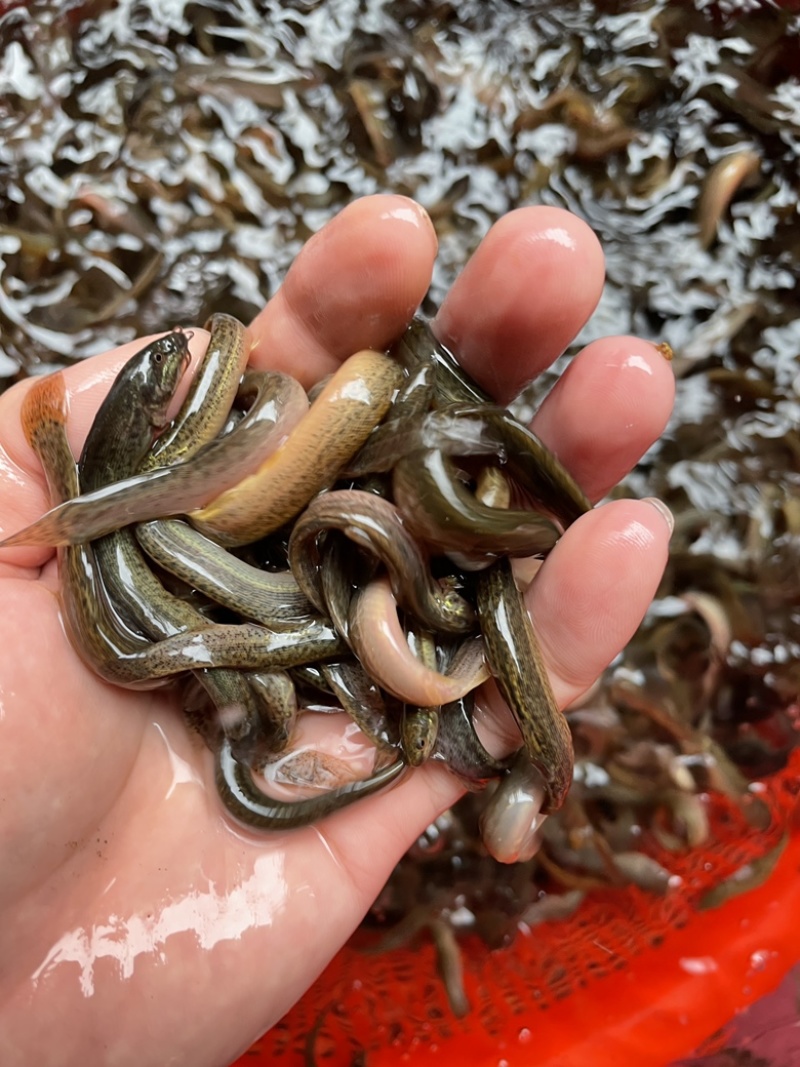 泥鳅苗，台湾金鳅优质苗种快大好养，技术指导养殖规划提供
