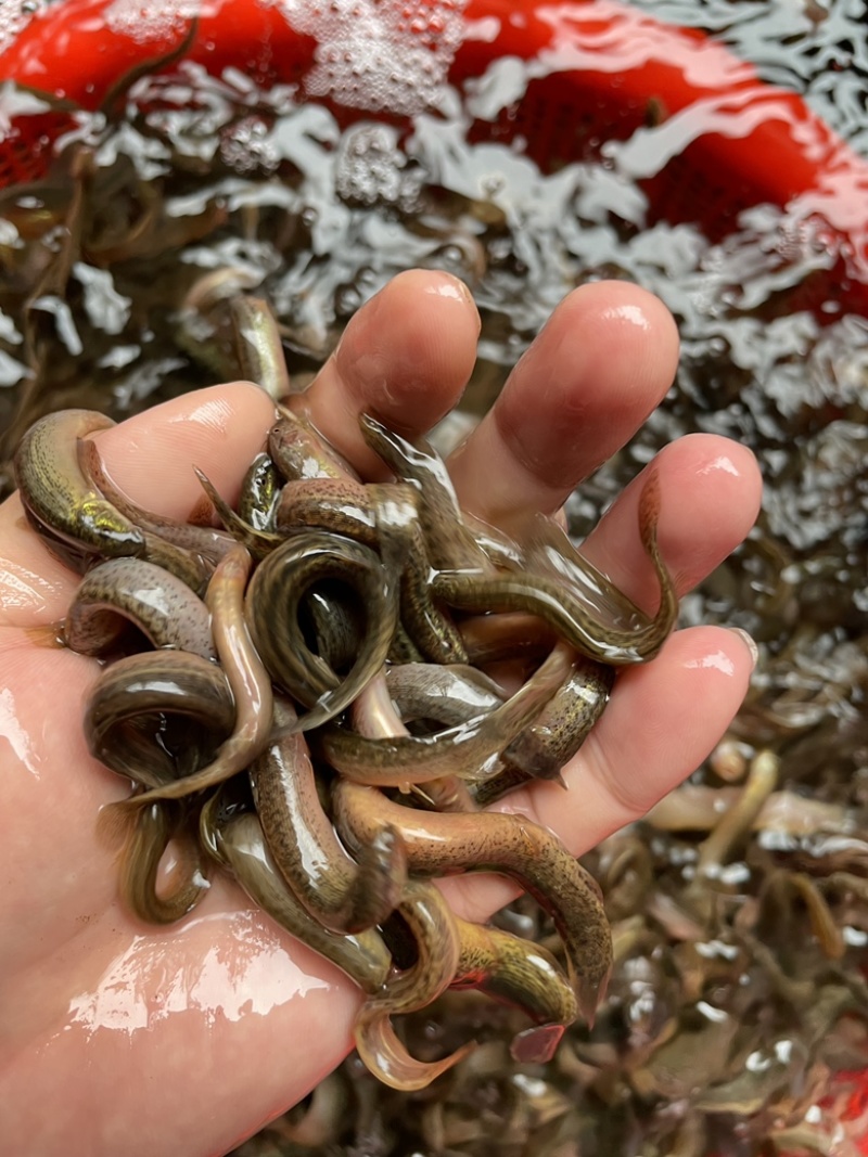 泥鳅苗，台湾金鳅优质苗种快大好养，技术指导养殖规划提供