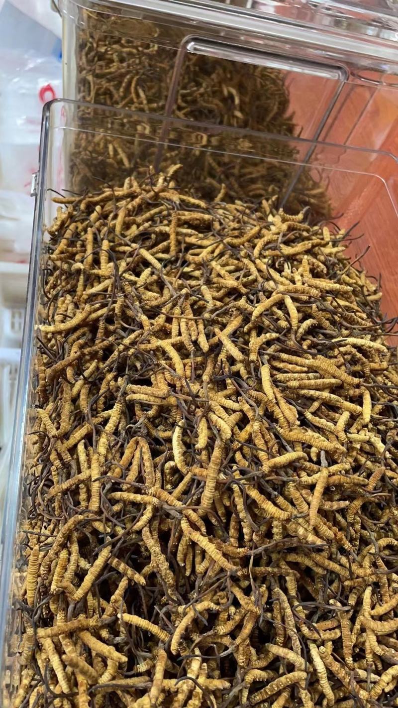 冬虫夏草干货煲汤泡酒虫草特产礼盒