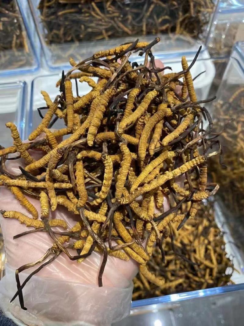 冬虫夏草干货煲汤泡酒虫草特产礼盒