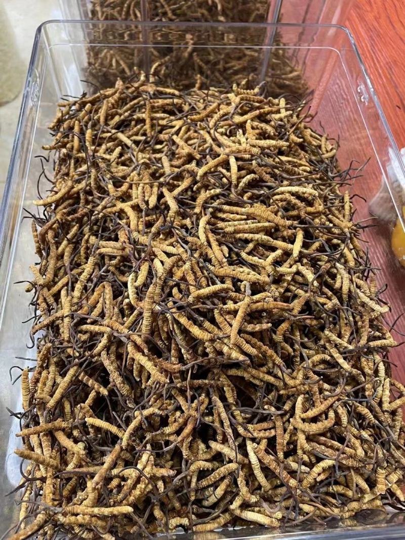 冬虫夏草干货煲汤泡酒虫草特产礼盒