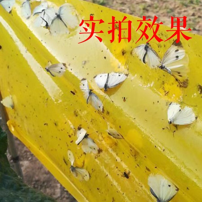 双面黄色粘虫带园林景观专用大棚白粉虱蓟马蓝色诱虫带