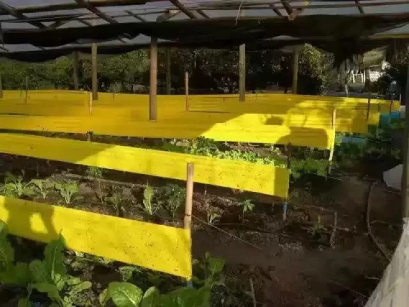 双面黄色粘虫带园林景观专用大棚白粉虱蓟马蓝色诱虫带