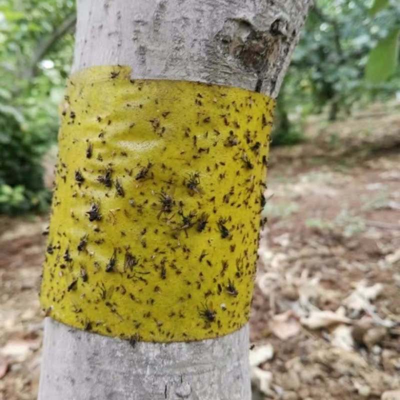 双面黄色粘虫带园林景观专用大棚白粉虱蓟马蓝色诱虫带