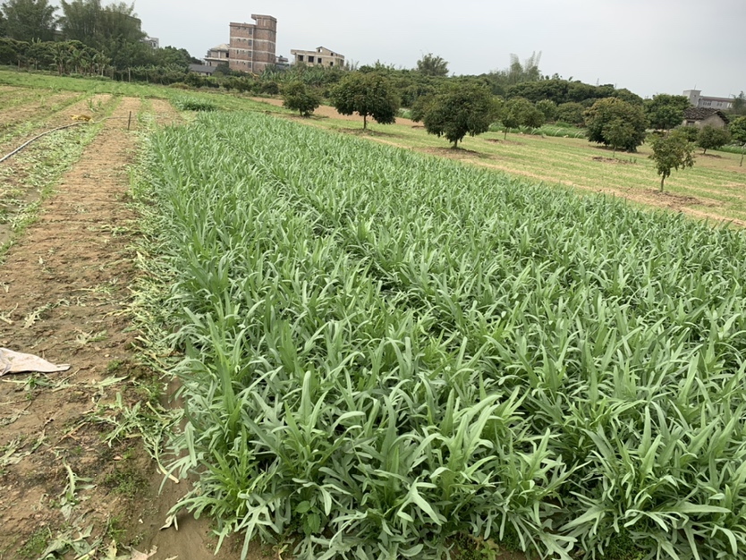 野莴苣与栽培莴苣对比图