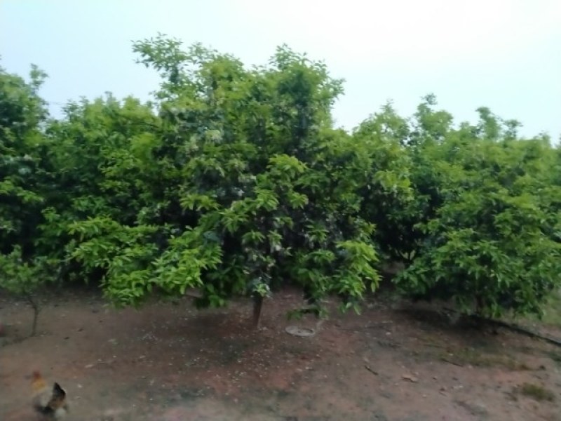 正宗商洲枳壳嫁接枝条，基地直销.现剪现发货.全程技术服务