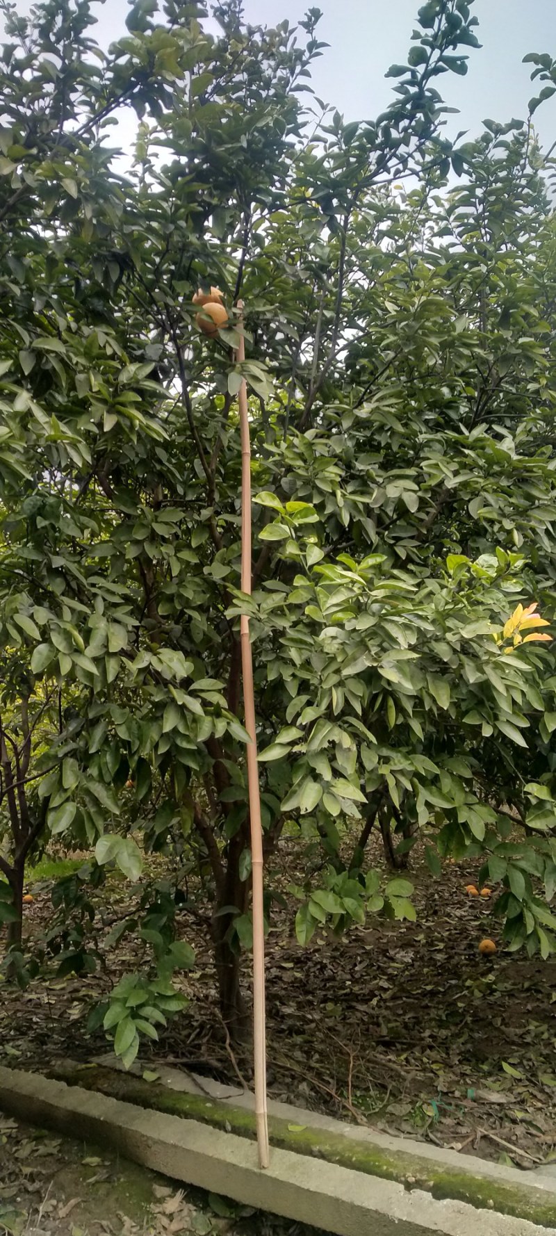 正宗商洲枳壳嫁接枝条，基地直销.现剪现发货.全程技术服务