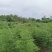 雷竹，绿化用竹，规格齐全，土球完美，有需要的联系！