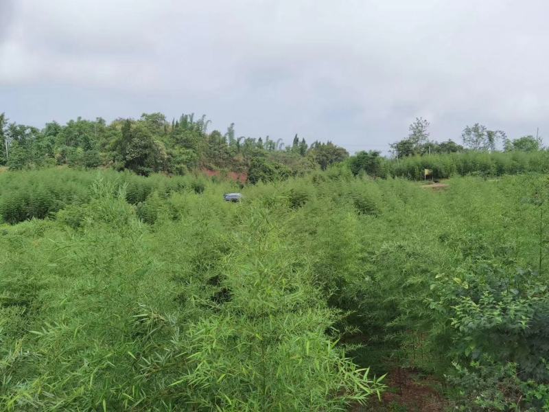 雷竹，绿化用竹，规格齐全，土球完美，有需要的联系！