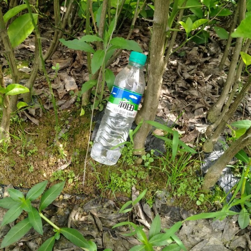 正宗商洲枳壳嫁接枝条，基地直销.现剪现发货.全程技术服务