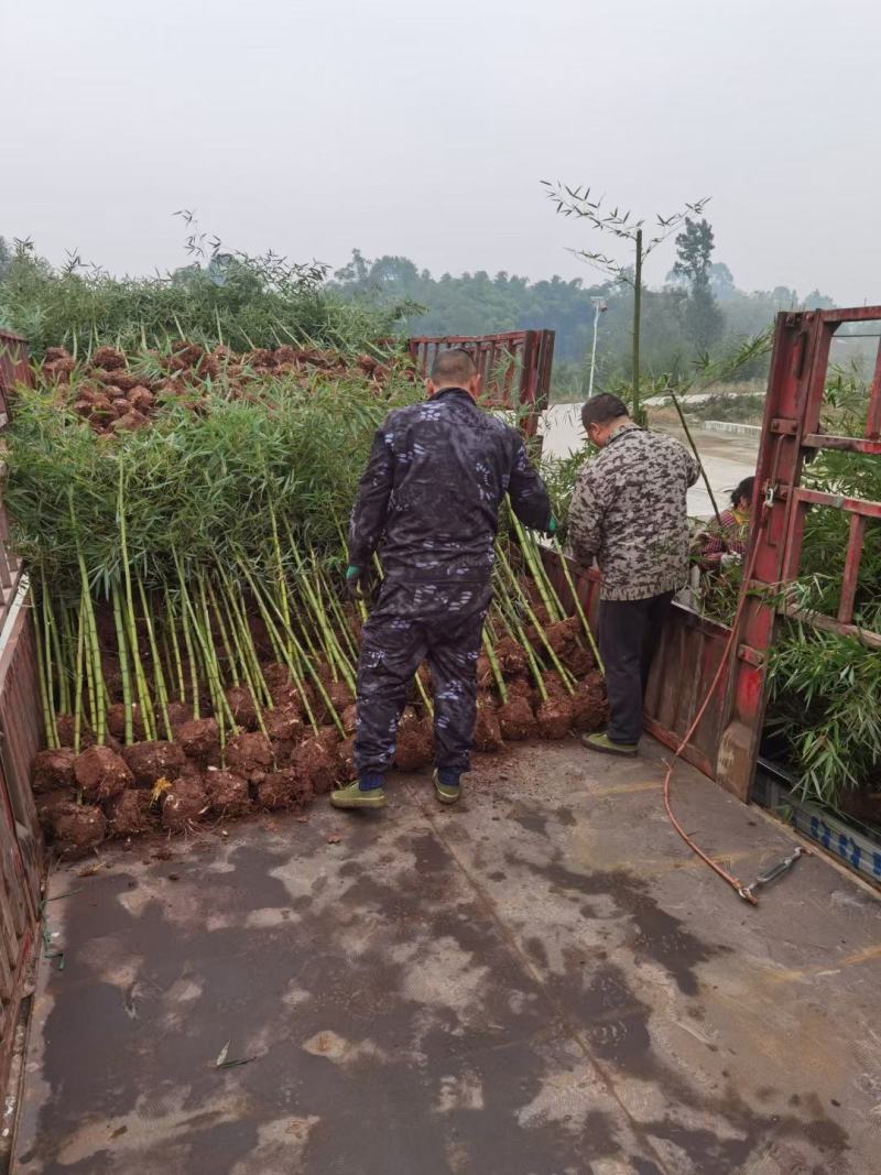 雷竹，绿化用竹，规格齐全，土球完美，有需要的联系！