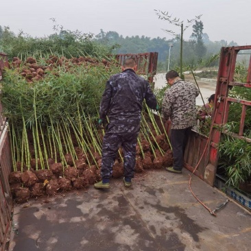雷竹，绿化用竹，规格齐全，土球完美，有需要的联系！