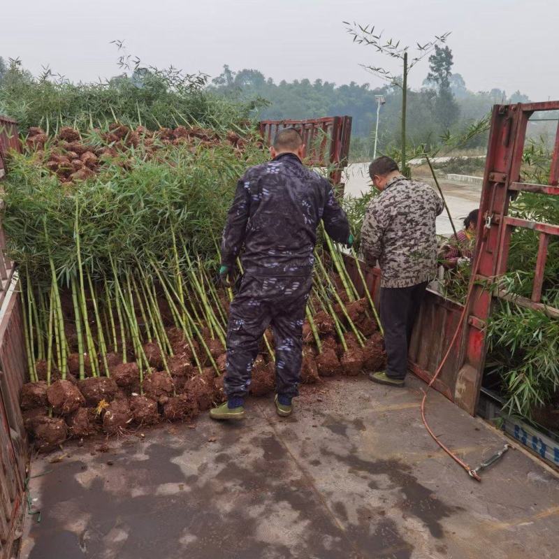 雷竹，绿化用竹，规格齐全，土球完美，有需要的联系！