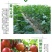 烂根黄叶黄化用枯黄无踪根腐病生根壮苗瓜果蔬菜通用型