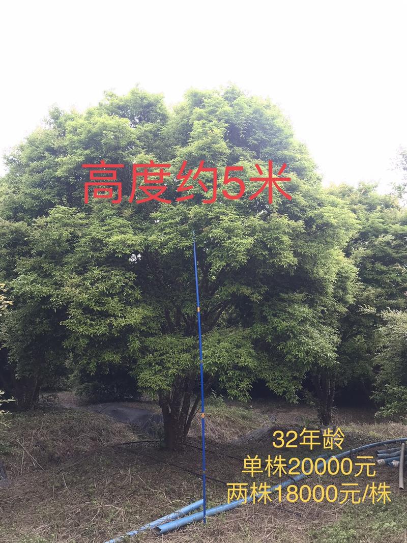 嘉宝果苗大树树葡萄苗大树32年龄年产百斤以上
