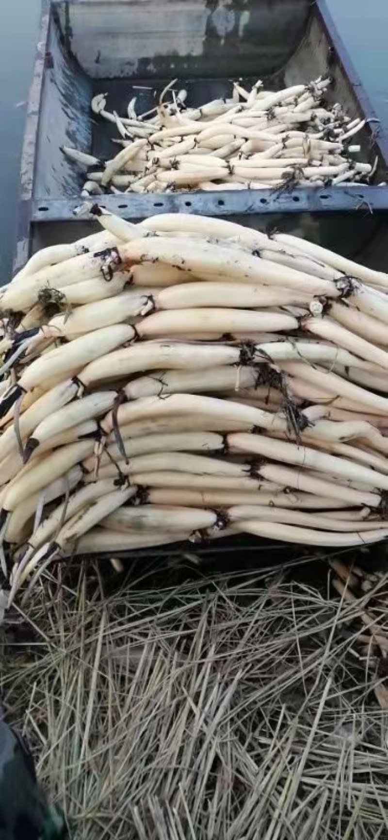 微山湖野生莲藕产量高上货速度快