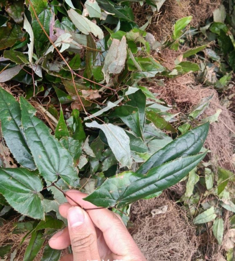 四川野生淫阳霍现挖现发，量大从优，欢迎咨询。