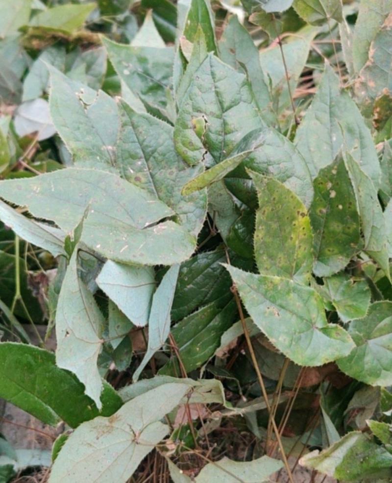 四川野生淫阳霍现挖现发，量大从优，欢迎咨询。