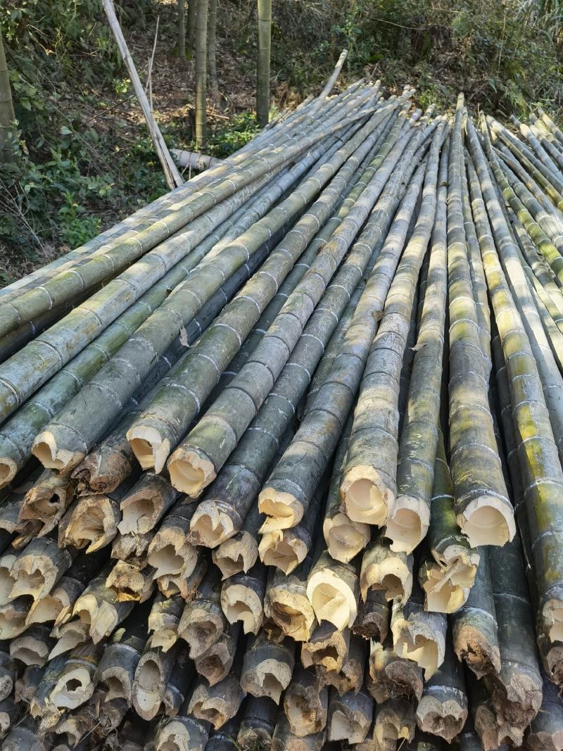 【建筑工地专用竹】精品毛竹7米以上搭外墙建筑工程