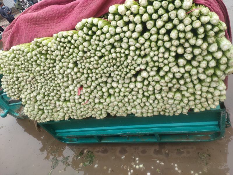 邯郸精品芹菜大量上市产地直供60到75左右货源充足