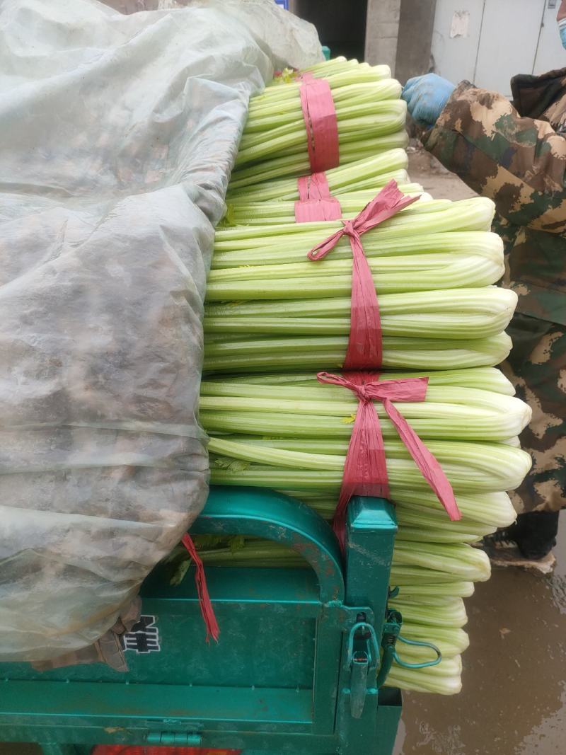 邯郸精品芹菜大量上市产地直供60到75左右货源充足