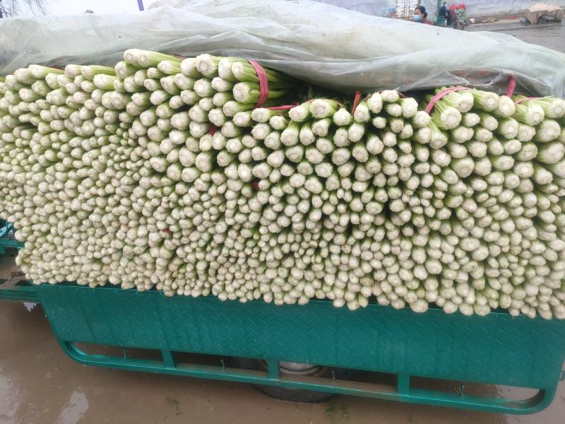 邯郸精品芹菜大量上市产地直供60到75左右货源充足