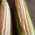 新鲜玉米