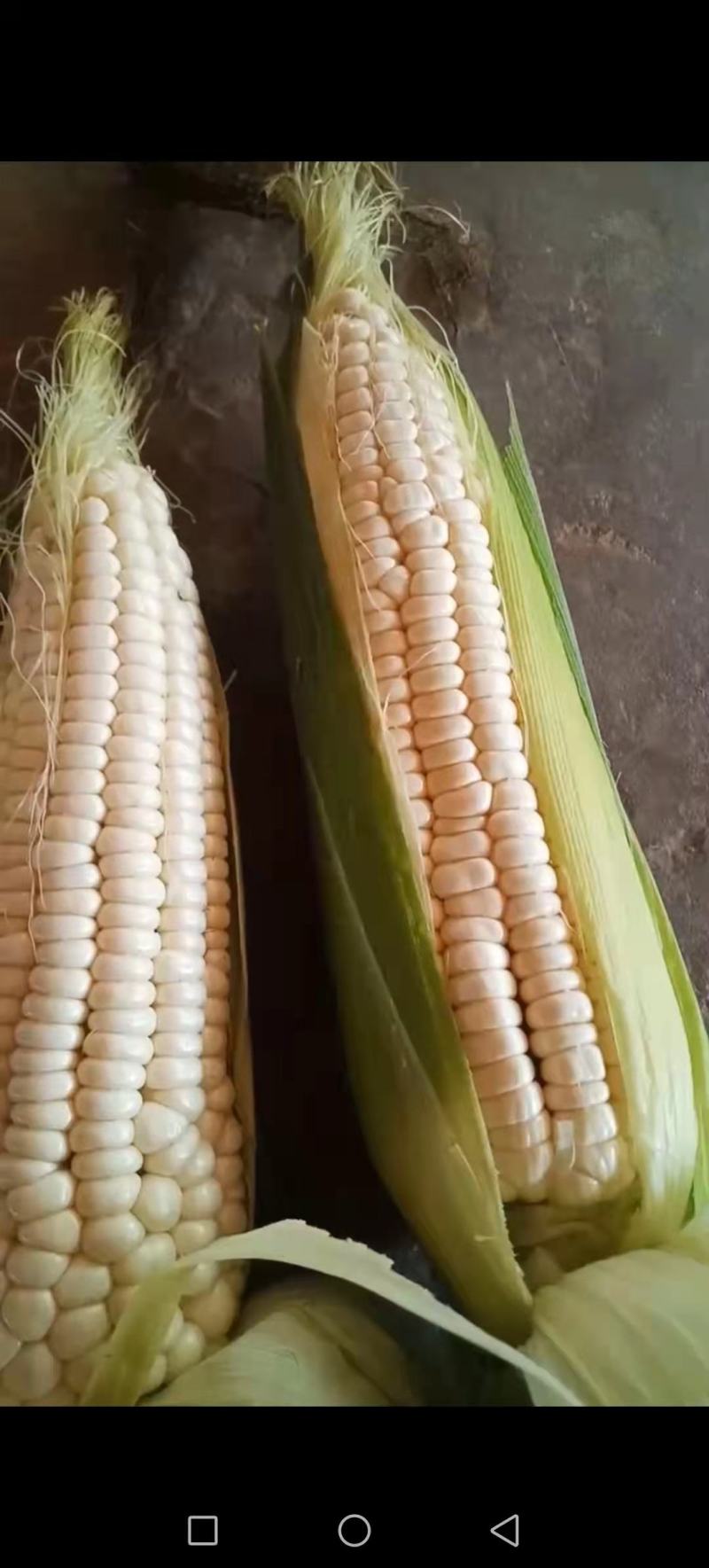新鲜玉米