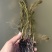穗花狐尾藻（大头翁）（红头草）（红冠藻）绿化养虾蟹都可