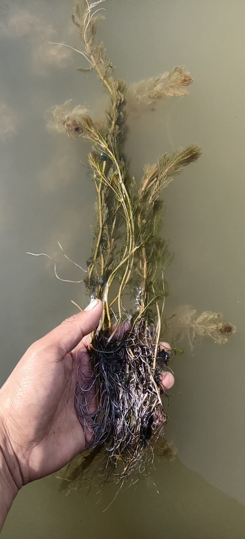 穗花狐尾藻（大头翁）（红头草）（红冠藻）绿化养虾蟹都可