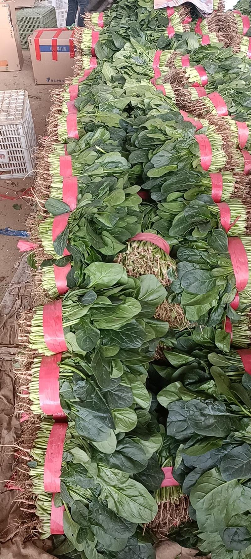 大叶菠菜正常发货畅通无阻量大从优25~30厘米