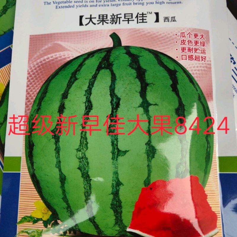 新早佳西瓜种子~耐储运新品种瓤色红早熟性好瓜个大耐裂