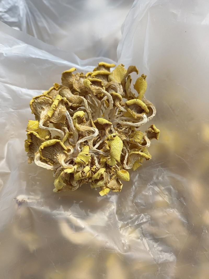 产地直销鸡油黄鸡油菌黄金菇榆黄蘑干货非鲜货