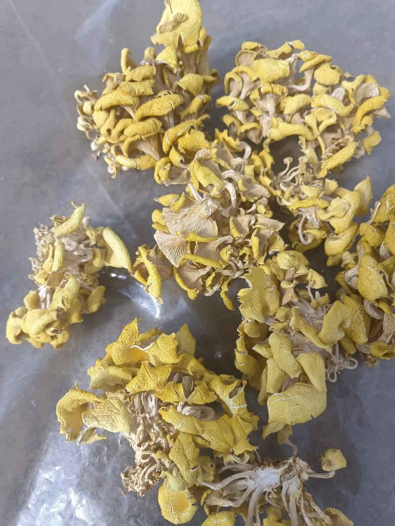 产地直销鸡油黄鸡油菌黄金菇榆黄蘑干货非鲜货