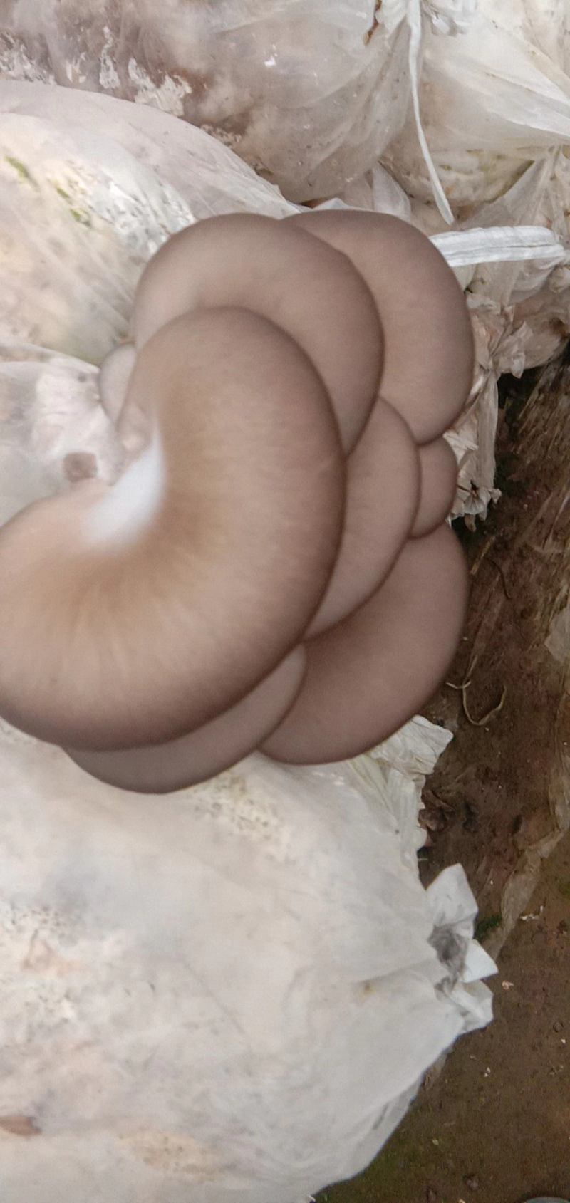 平菇菌棒23×55产地直发质量保证免费技术指导