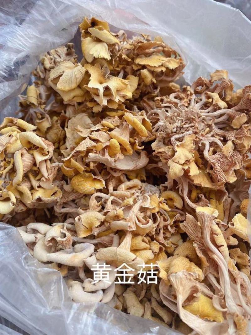产地直销鸡油黄鸡油菌黄金菇榆黄蘑干货非鲜货