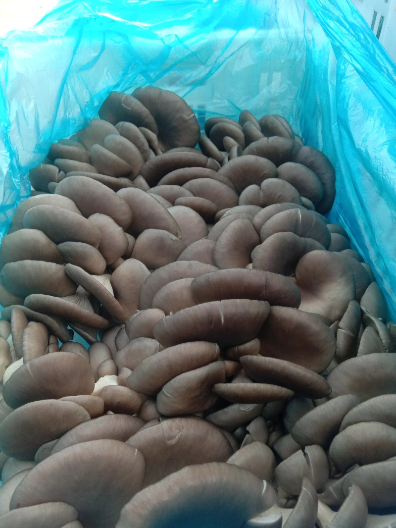 平菇菌棒23×55产地直发质量保证免费技术指导
