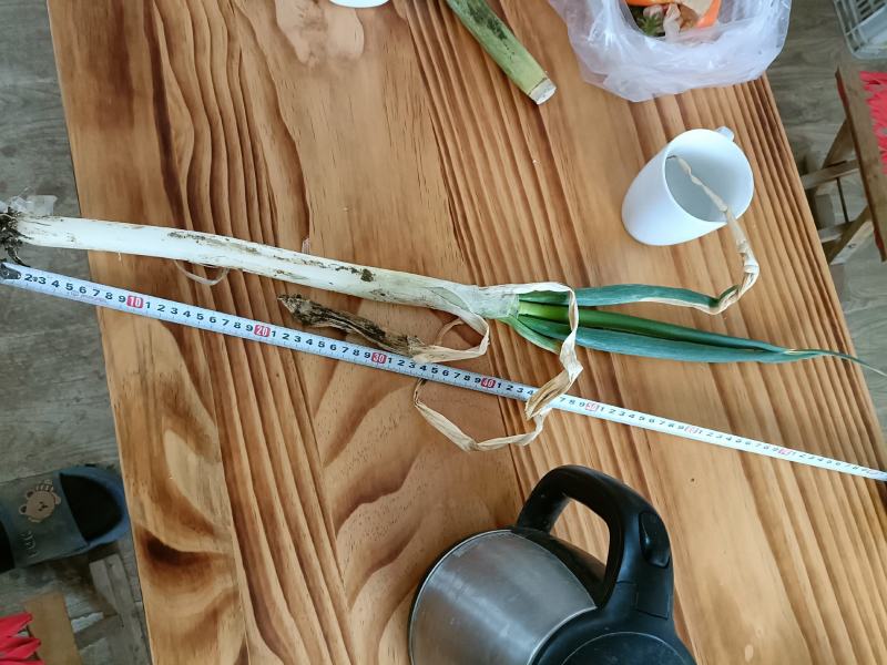平度晚抽铁杆大葱四月份到五月份上市，今年面积小，抓住机会