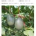 大量元素高氮平衡高钾水溶肥瓜果蔬菜通用型氮磷钾肥料
