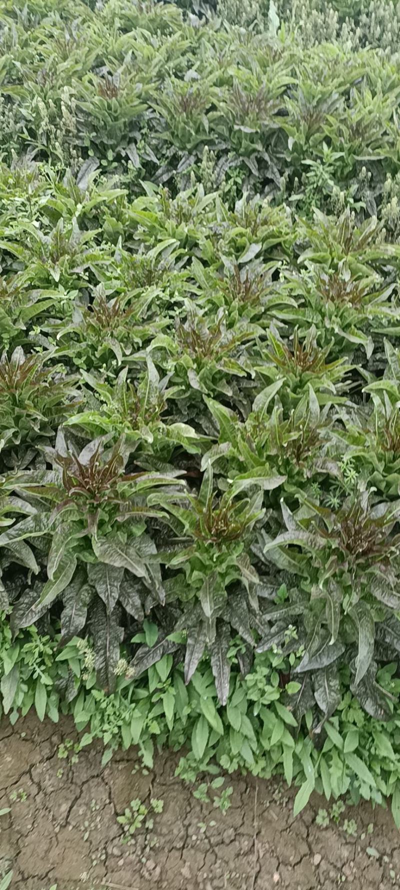 新泰市莴苣