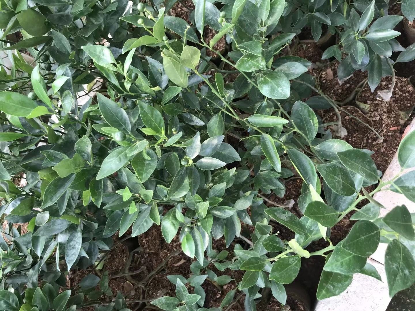 金桔树在阳台上的种植
