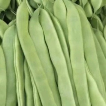 商河扁青芸豆