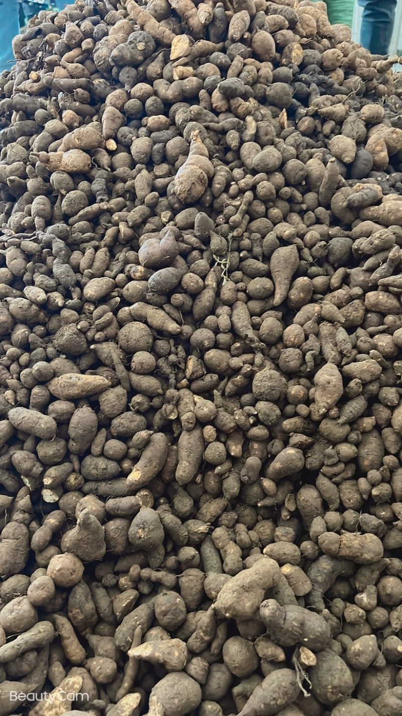 三叶青金线吊葫芦石老鼠鲜货三叶青靓货