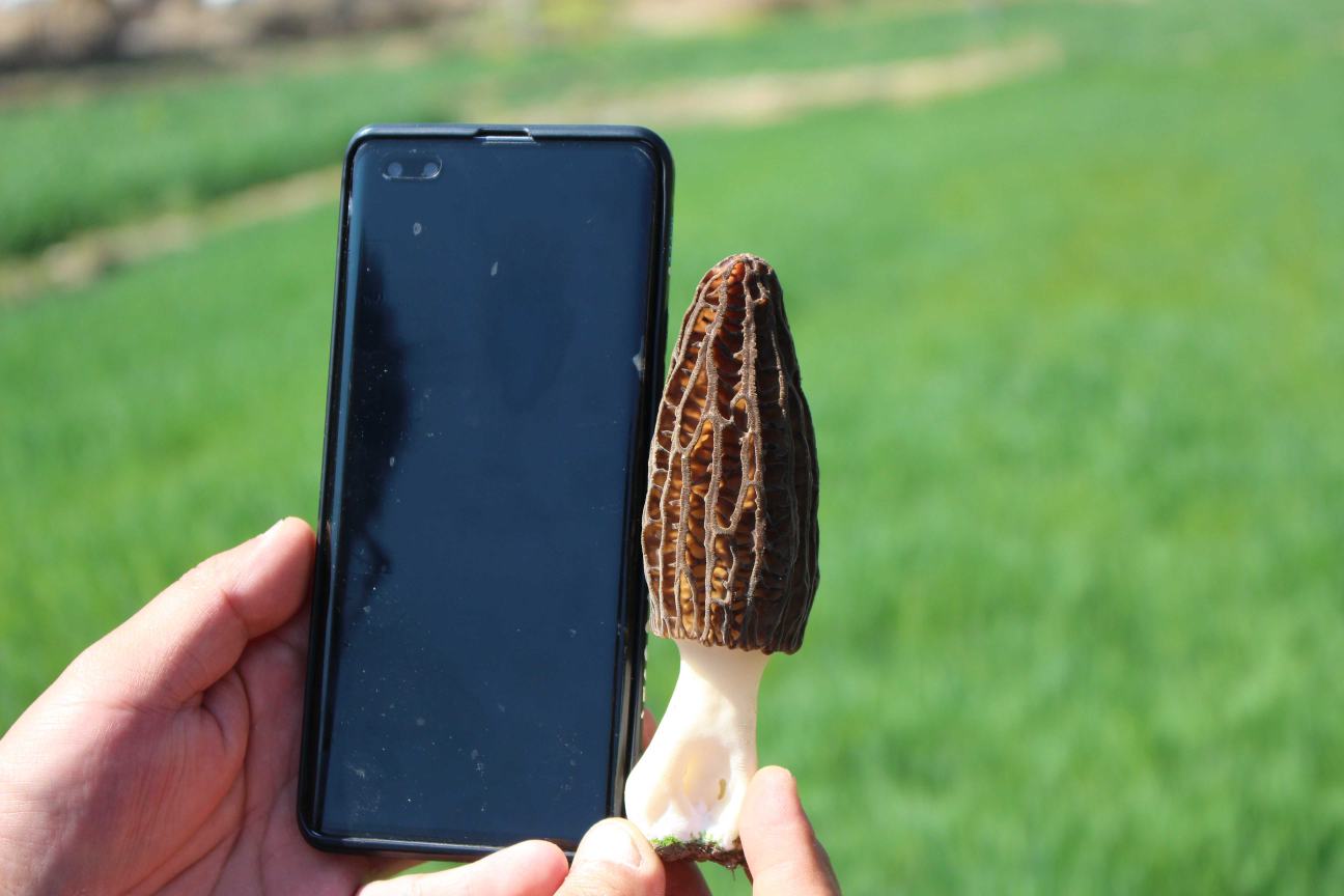 肠胃不适与健康饮食对比图