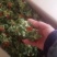产地自产自销红花头（橙菠萝）